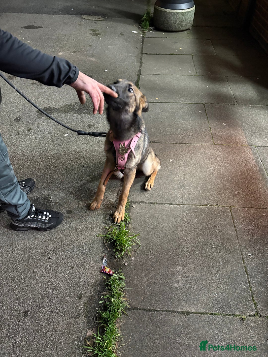 Belgian Shepherd Dog dogs for sale: belgium shepard  - Advert 1