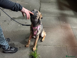 Belgian Shepherd Dog dogs for sale: belgium shepard - Advert 1