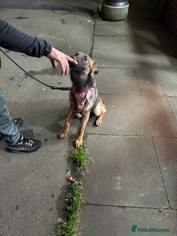 Belgian Shepherd Dog dogs belgium shepard - Advert 1