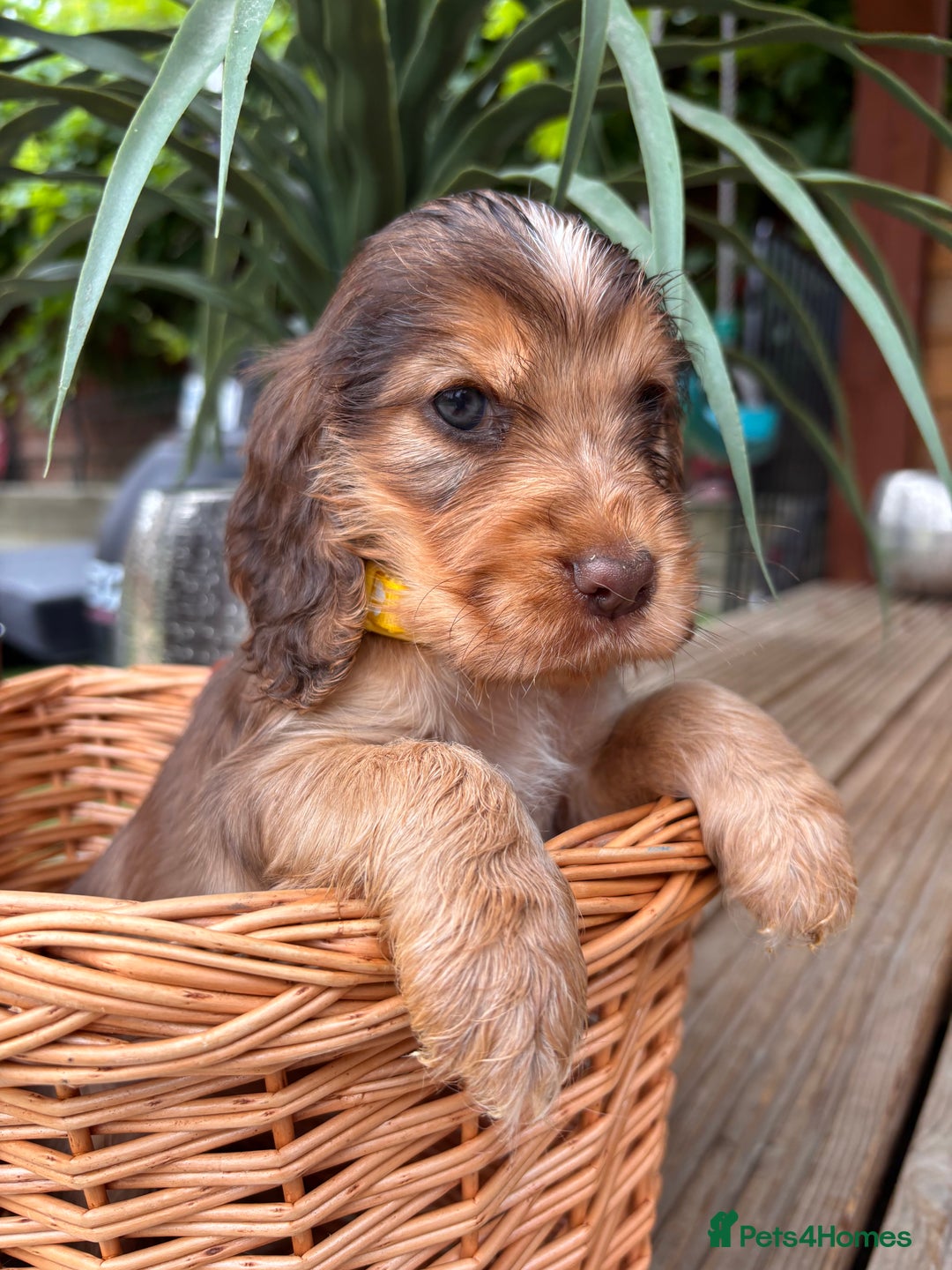 Cocker Spaniel dogs for sale: Beautiful Show Type KC registered Cocker Spaniels  - Image 17