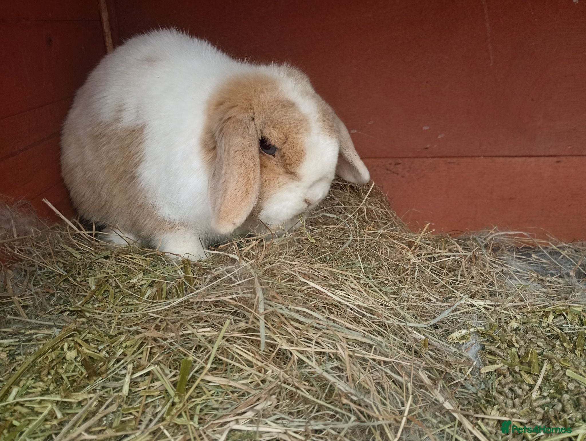 Mini Lop rabbits Beautiful adult female mini lop - Advert 5