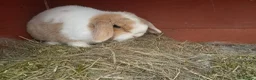 Mini Lop rabbits for sale: Beautiful adult female mini lop - Advert 1