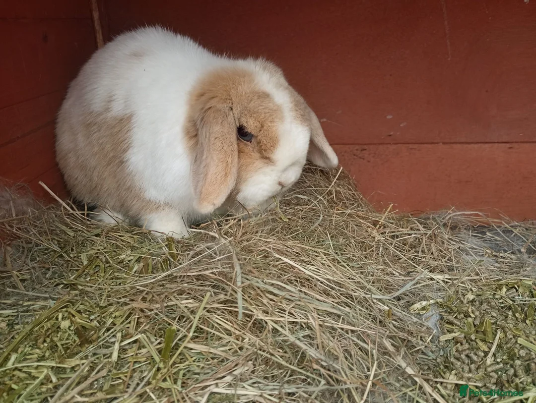 Mini Lop rabbits for sale: Beautiful adult female mini lop - Advert 1