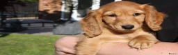 Miniature Dachshund dogs for sale: READYNOW KC cream L/H Health tested Mini Dachshund - Advert 14