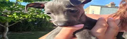 Italian Greyhound dogs for sale: Blue Italian greyhound - Advert 3