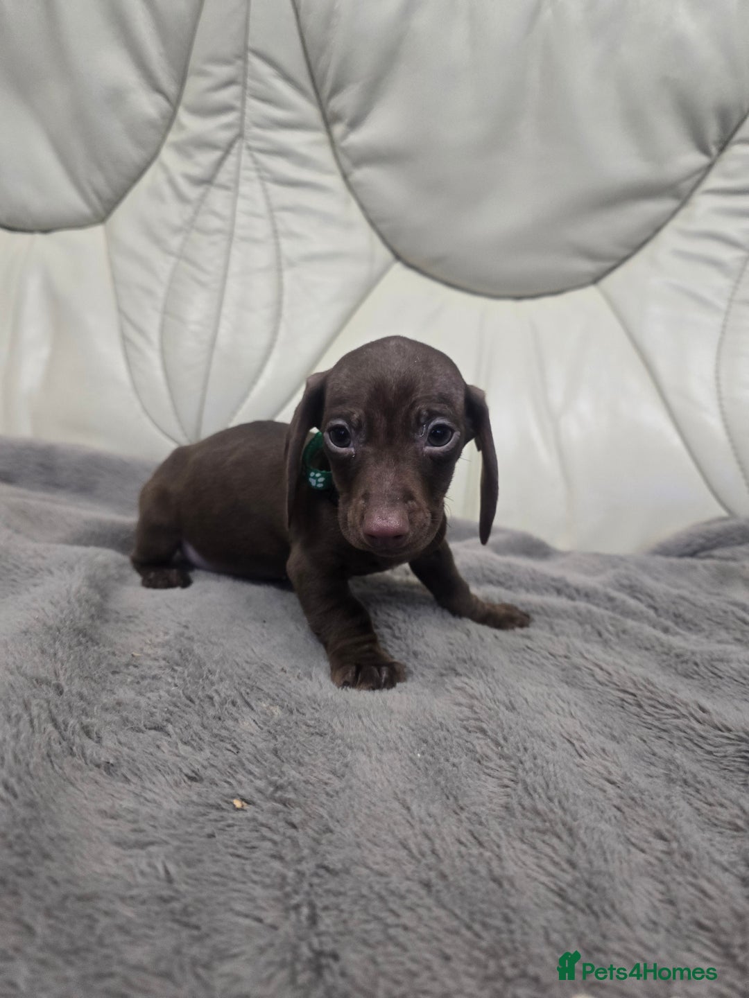 Miniature Dachshund dogs for sale: Miniature Dachshund Puppies - Advert 9