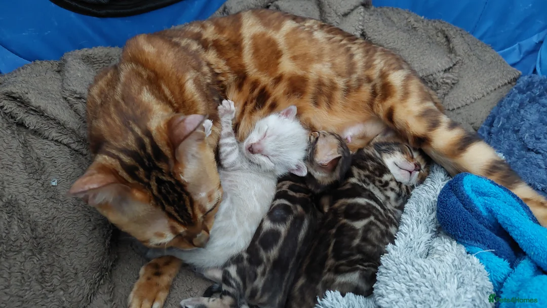 Bengal cats for stud: Impressive Stud Bengal TICA WCF reg in Harlow - Advert 34