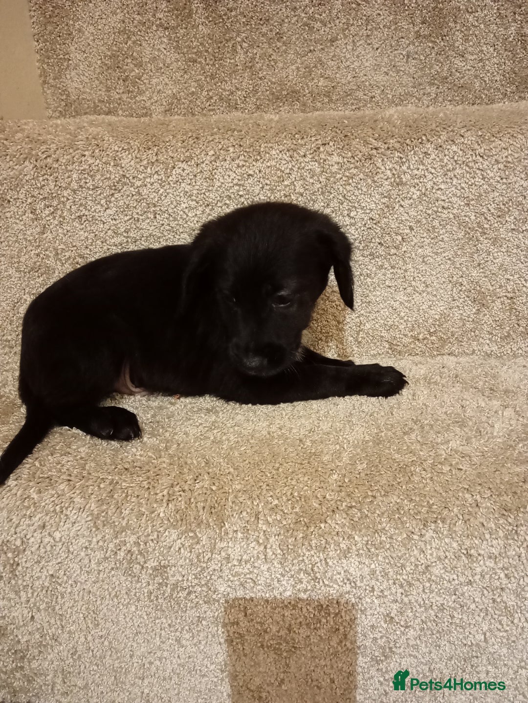 Mixed Breed dogs for sale: Cockapoo cross puppies - Advert 4