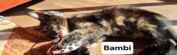 Mixed Breed cats for sale: 4 Beautiful kittens - Advert 11