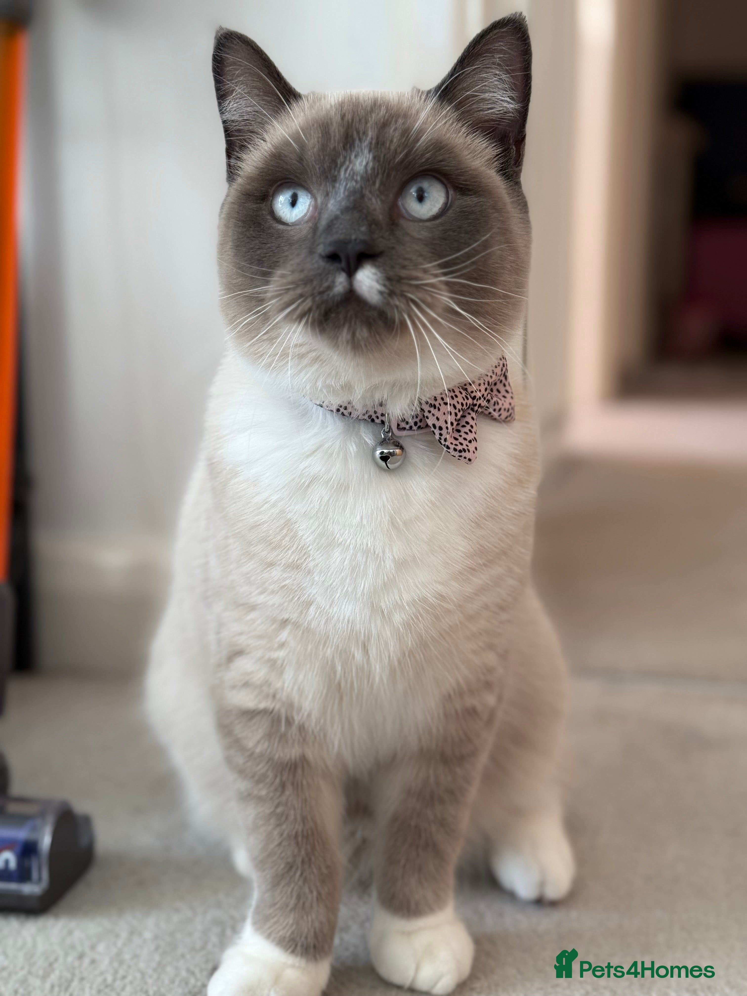 Snowshoe cats Skye the Snowshoe Cat - Advert 3