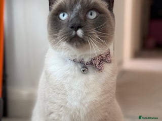 Snowshoe cats Skye the Snowshoe Cat - Advert 2