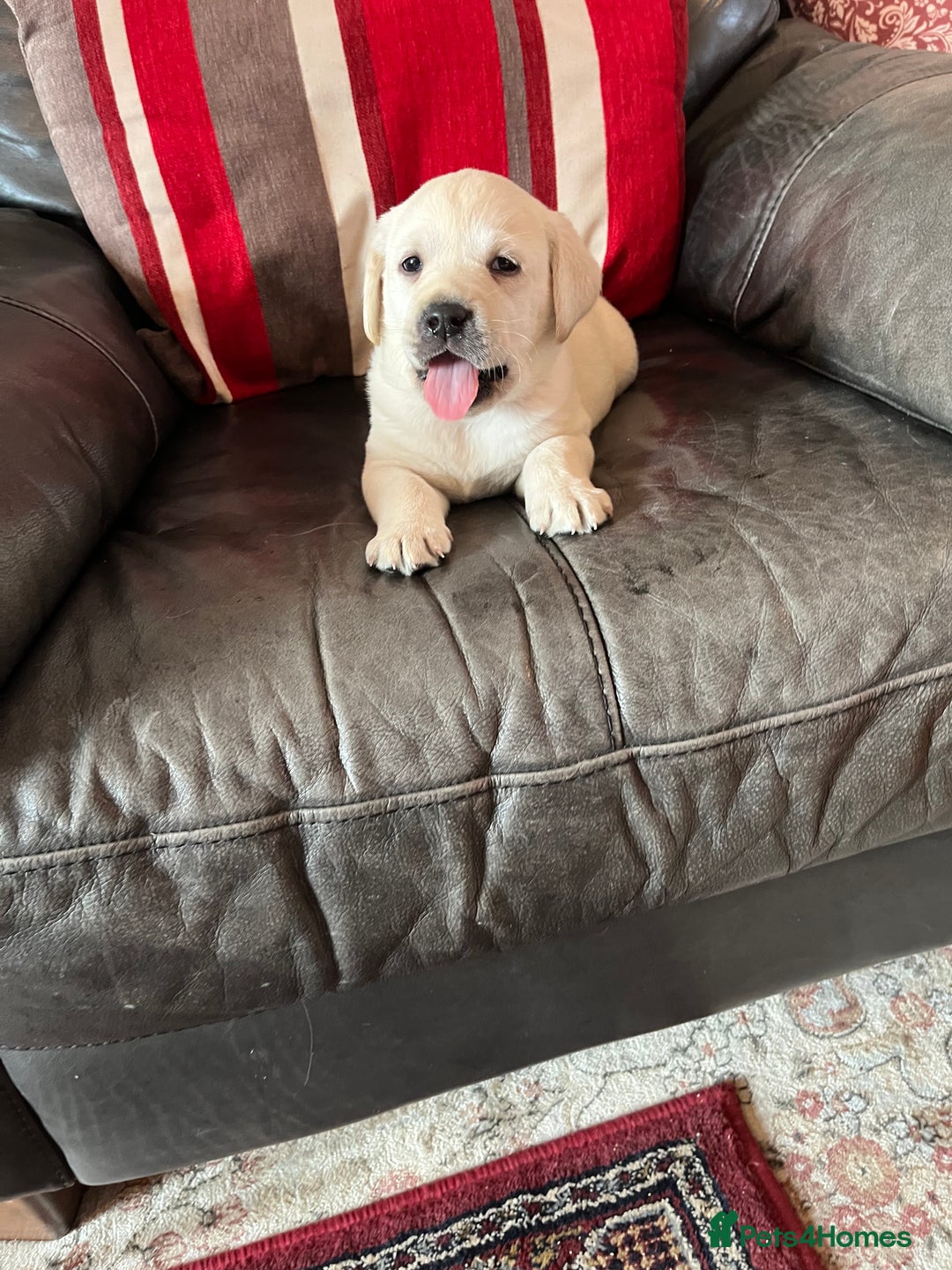 Labrador Retriever dogs for sale: KC reg health tested chunky white Labradors - Advert 4