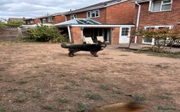 German Shepherd dogs for sale: German shepherd  - Image 2
