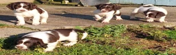 English Springer Spaniel dogs for sale: 3 Springer Boys available  - Advert 7