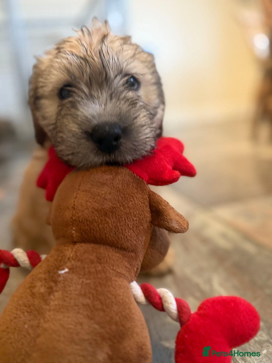 Glen of Imaal Terrier dogs for sale: Glen of Imaal terrier puppies - Advert 5