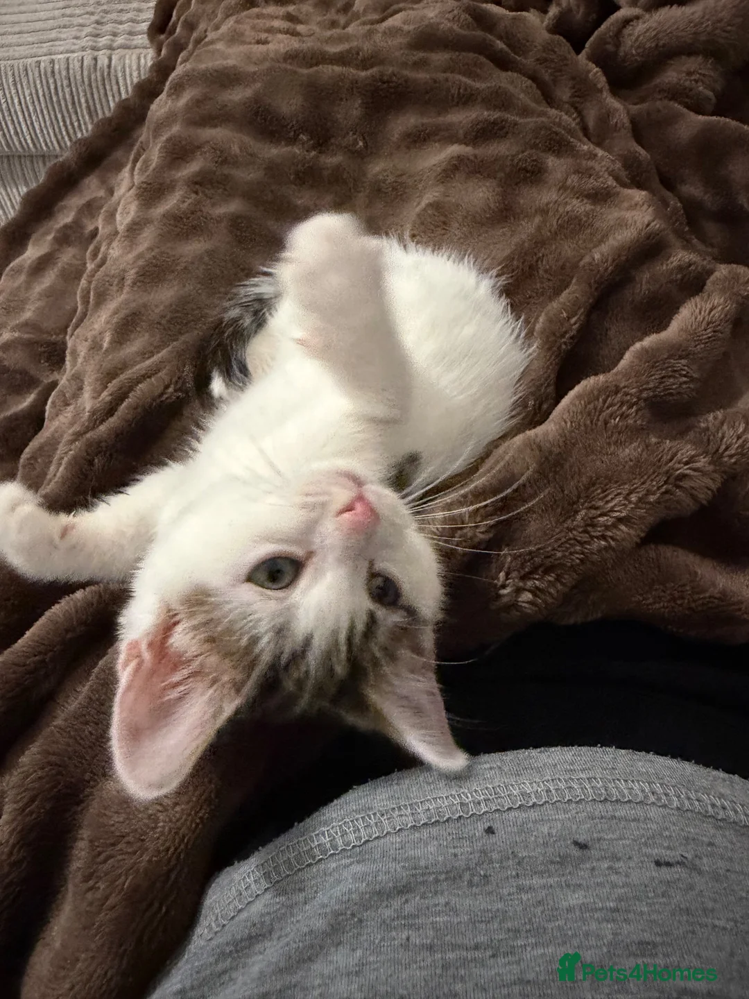 Mixed Breed cats for sale: Kitten in Hyde - Advert 1