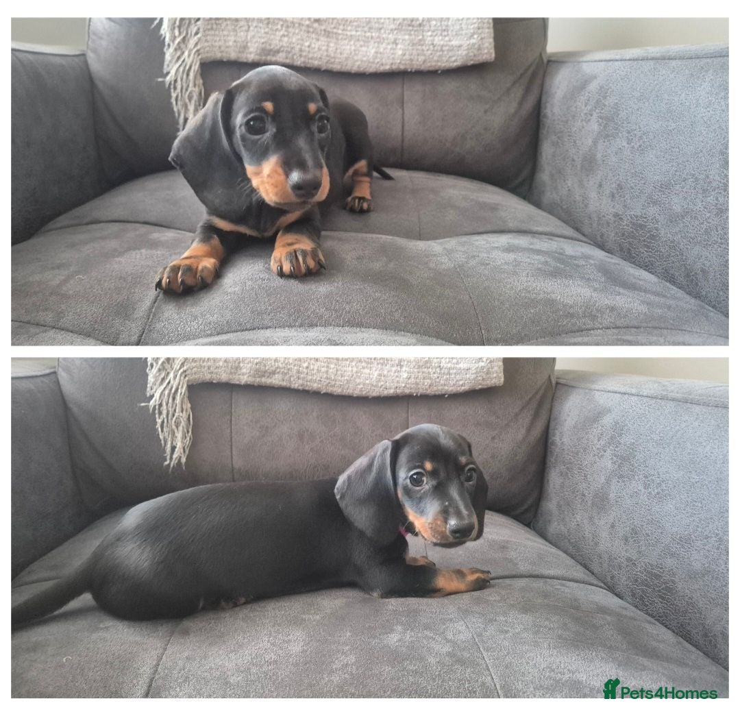 Miniature Dachshund dogs Last 2 boys ready to leave 💙 - Advert 16