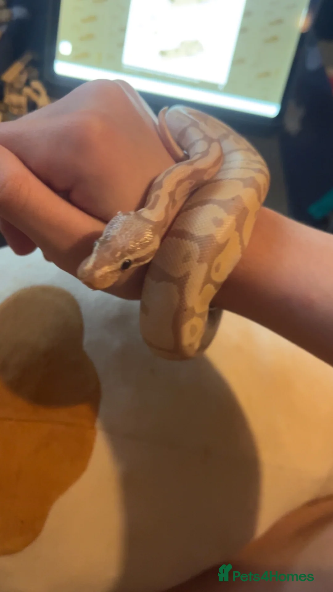 Python Snake reptiles for sale: ball python  in Rushden - Advert 2