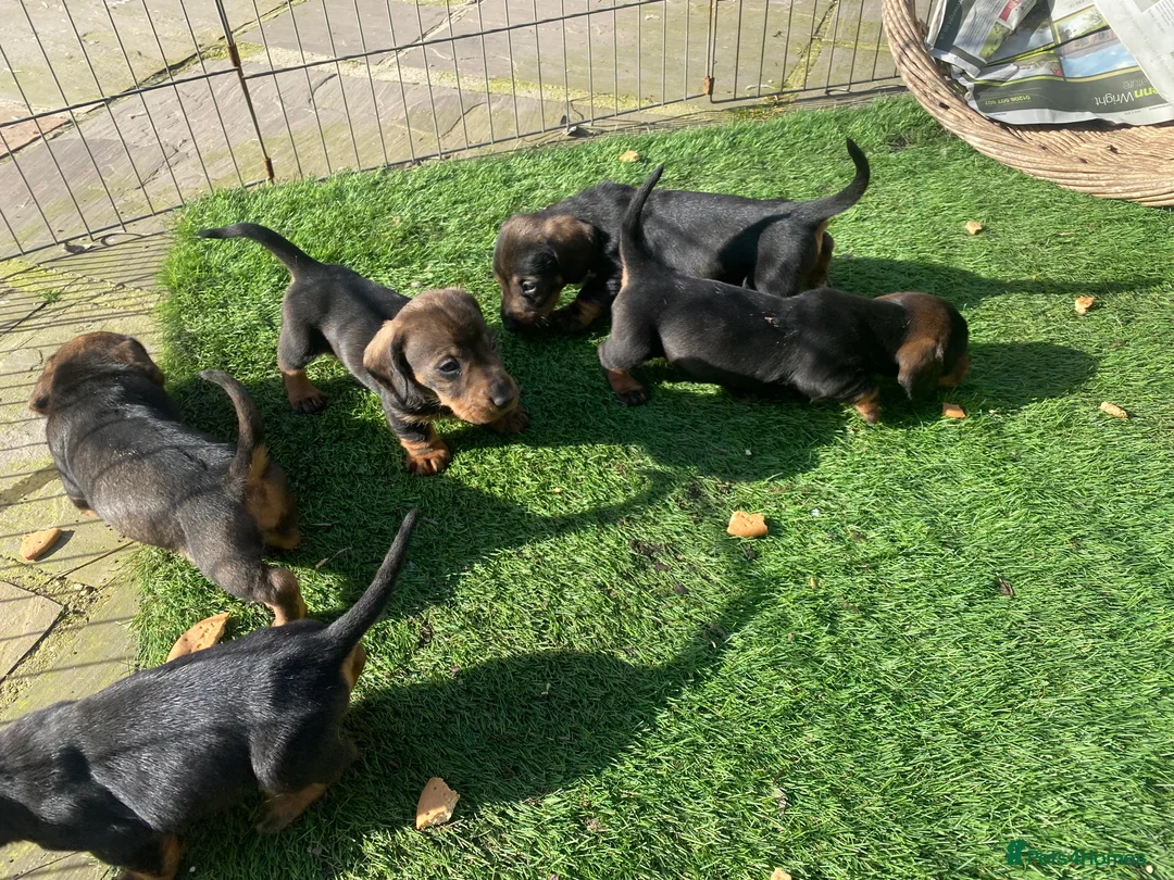 Dachshund dogs for sale: Standard size wirehaired/pin coated teckles  in Manningtree - Advert 6