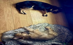 Mixed Breed dogs for sale: Rehoming for nice puppy  - Image 4
