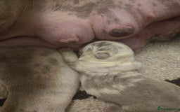 English Bulldog dogs for sale: Beautiful lilac merle female - Image 2