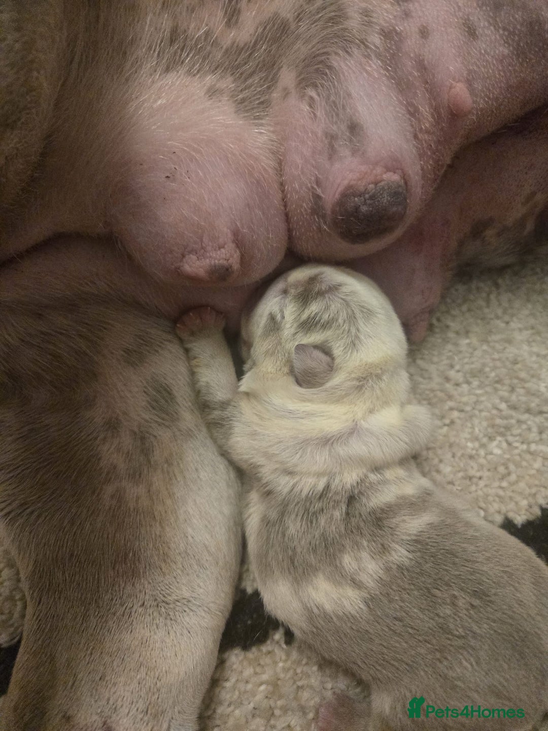 English Bulldog dogs for sale: Beautiful lilac merle female - Image 2