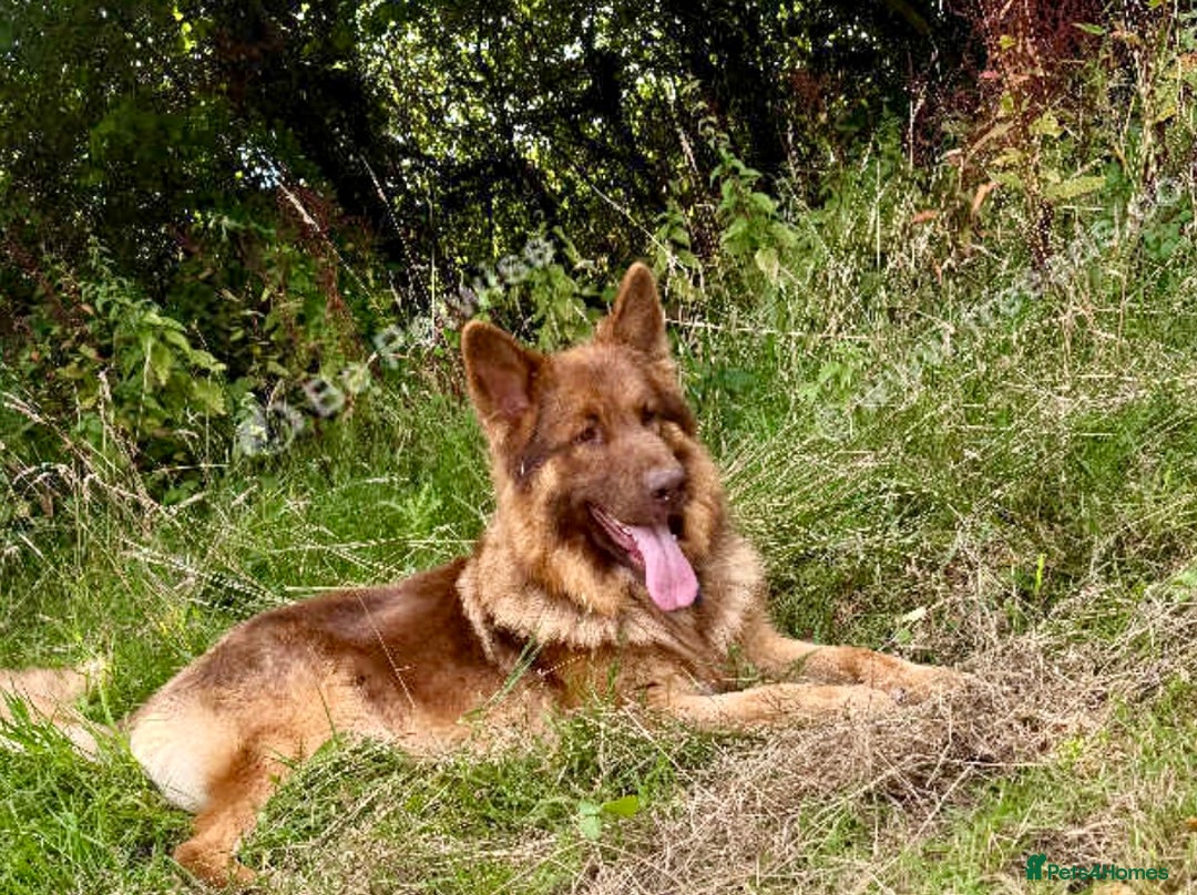 German Shepherd dogs for sale: German Shepherd Puppy - Advert 4
