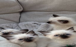 Ragdoll cats for sale: Female Ragdoll Kitten - Image 3