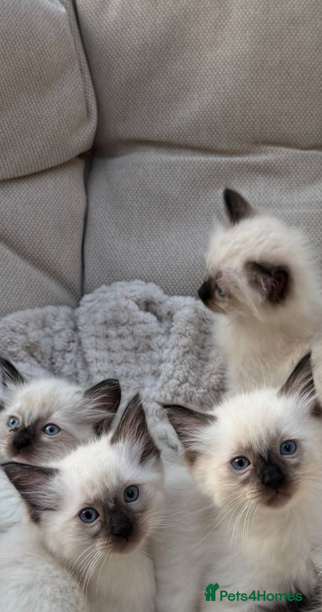 Ragdoll cats for sale: Female Ragdoll Kitten - Image 3