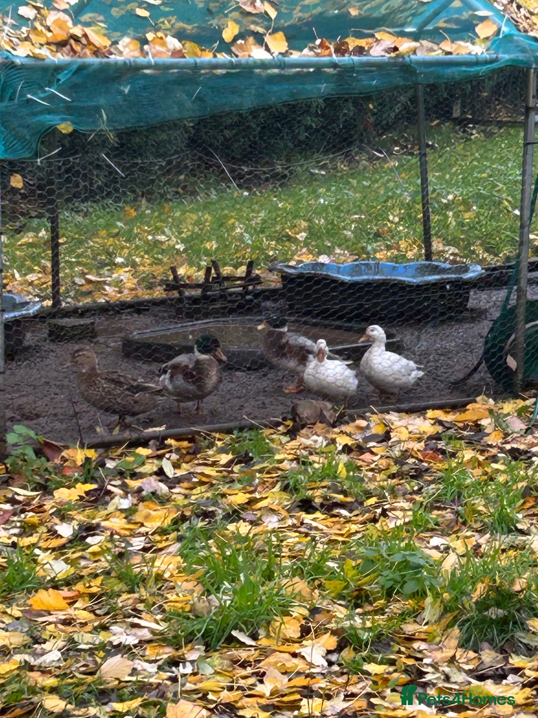 Ducks poultry for sale: Grown call Ducks mixed - Image 2