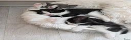 Mixed Breed cats for sale: Kittens - Advert 5