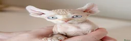 Sphynx cats for sale: Rare tabby champion Sphynx kittens  - Advert 7
