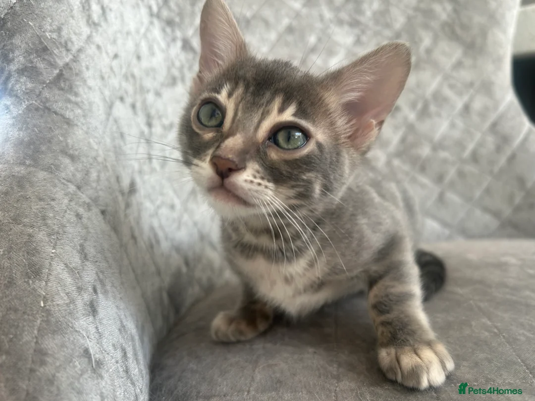 Bengal cats for sale: 💙Beautiful Blue Bengal Kittens - TICA Reg 💙 - Advert 21