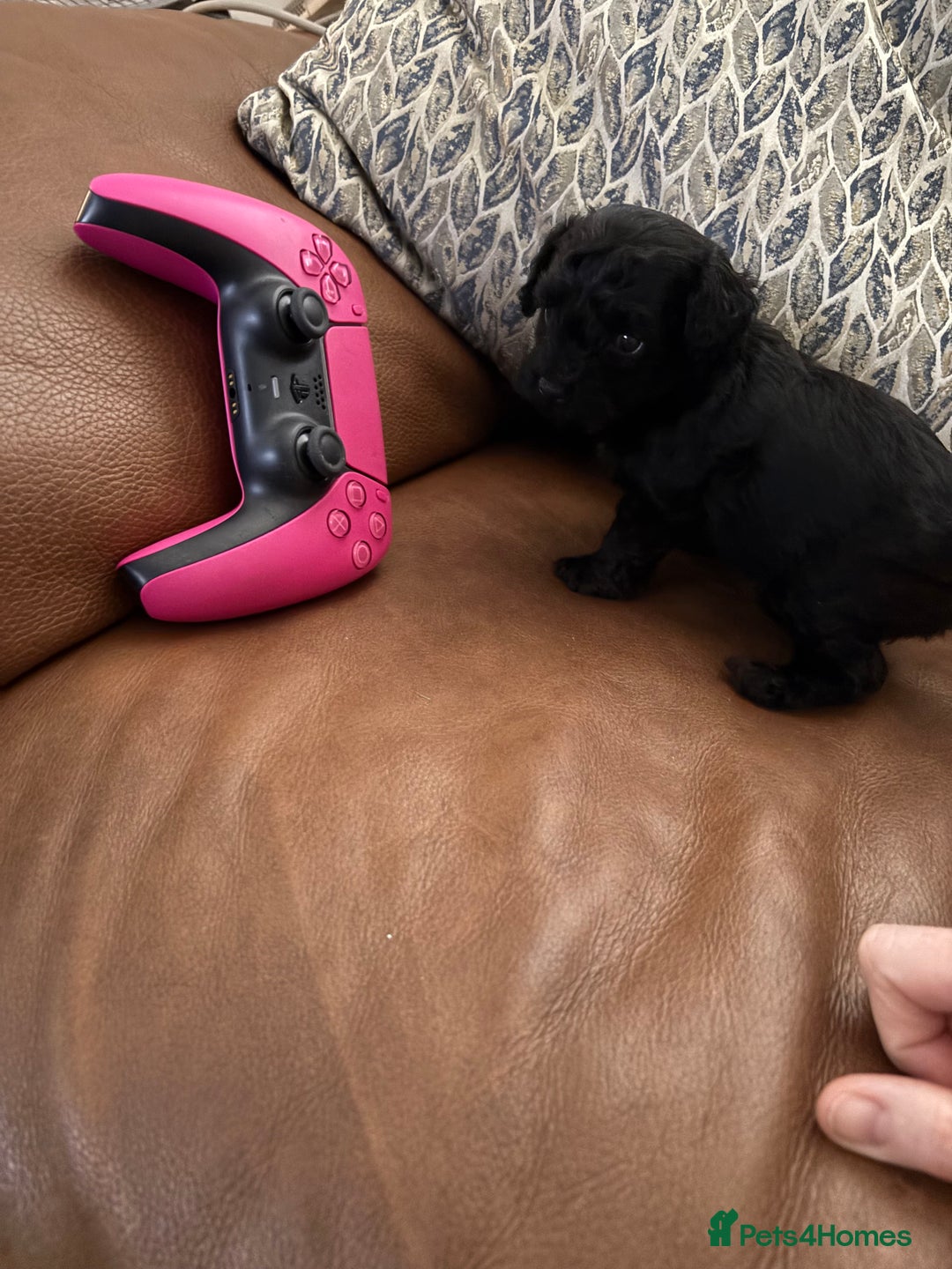 Cavapoochon dogs for sale: Toy Cavapoochons F1B - Advert 3