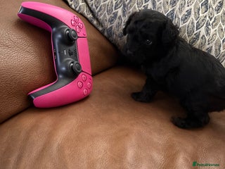 Cavapoochon dogs Toy Cavapoochons F1B - Advert 18