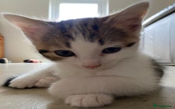 Domestic Shorthair cats for sale: Mrs Gemma Burton - Image 1