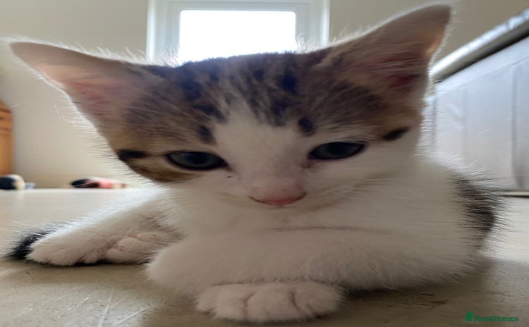 Domestic Shorthair cats - Advert 9