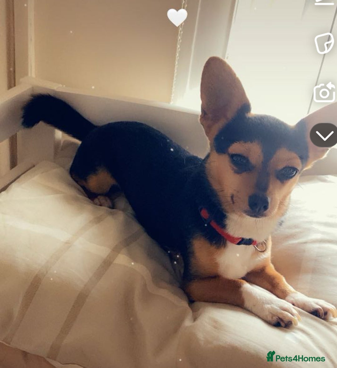 Chihuahua dogs for stud: Dog for stud  - Image 2
