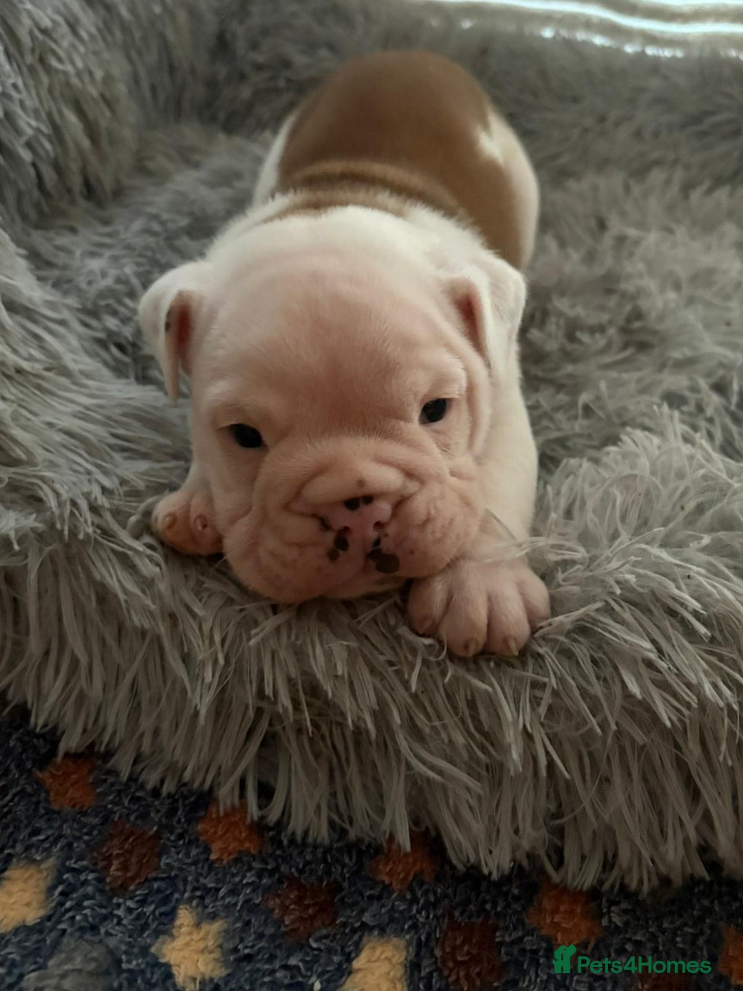 English Bulldog dogs for sale: Kc stunning English bulldog puppies - Advert 10