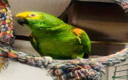 Parrots birds for sale: Girl and Boy Amazon Parrots - Image 2