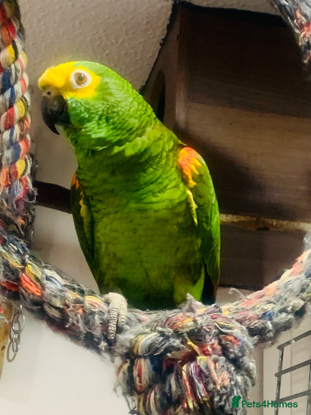 Parrots birds for sale: Girl and Boy Amazon Parrots - Image 2
