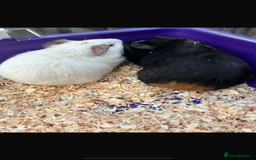 Guinea Pig rodents for sale: Male baby Guineapigs  - Image 10