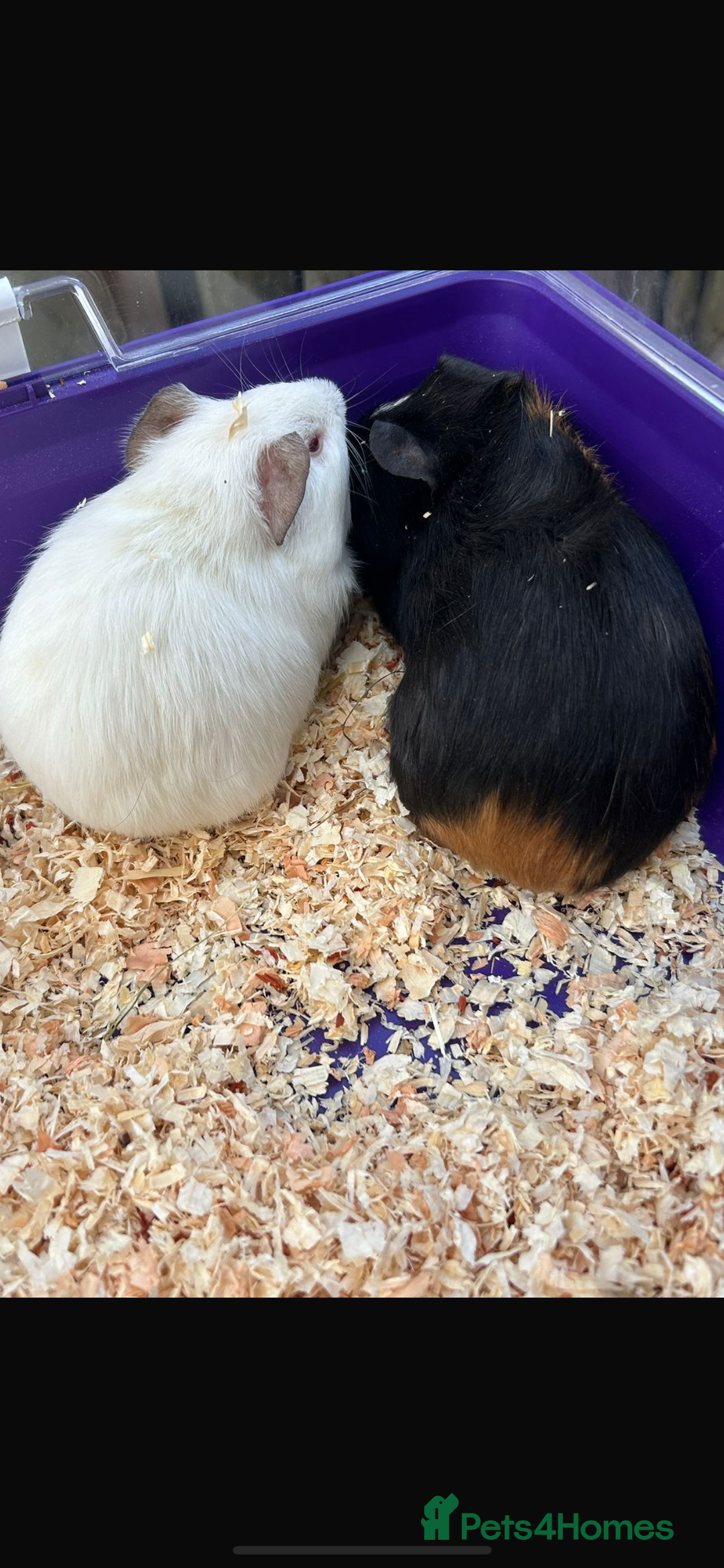 Guinea Pig rodents for sale: Male baby Guineapigs  - Image 10