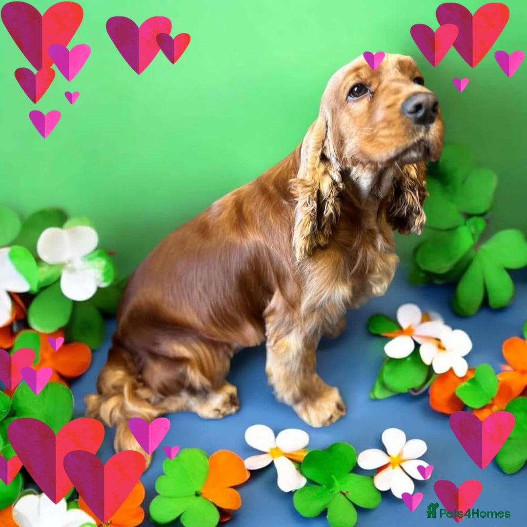 Cockapoo dogs for sale: F1 show type cockapoo puppies  - Advert 2