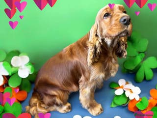 Cockapoo dogs F1 show type cockapoo puppies - Advert 1