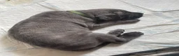 Cane Corso dogs for sale: Cane corso puppies in Evesham - Advert 8