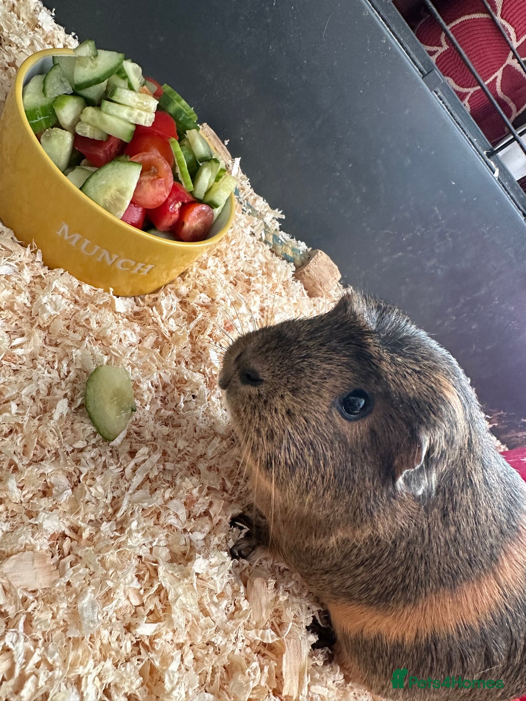 Guinea Pig rodents for sale: Female guinea pig pair (must stay together) - Image 3