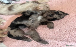 Labradoodle dogs for sale: One beautiful F1B Labradoodle puppy left!  - Image 22