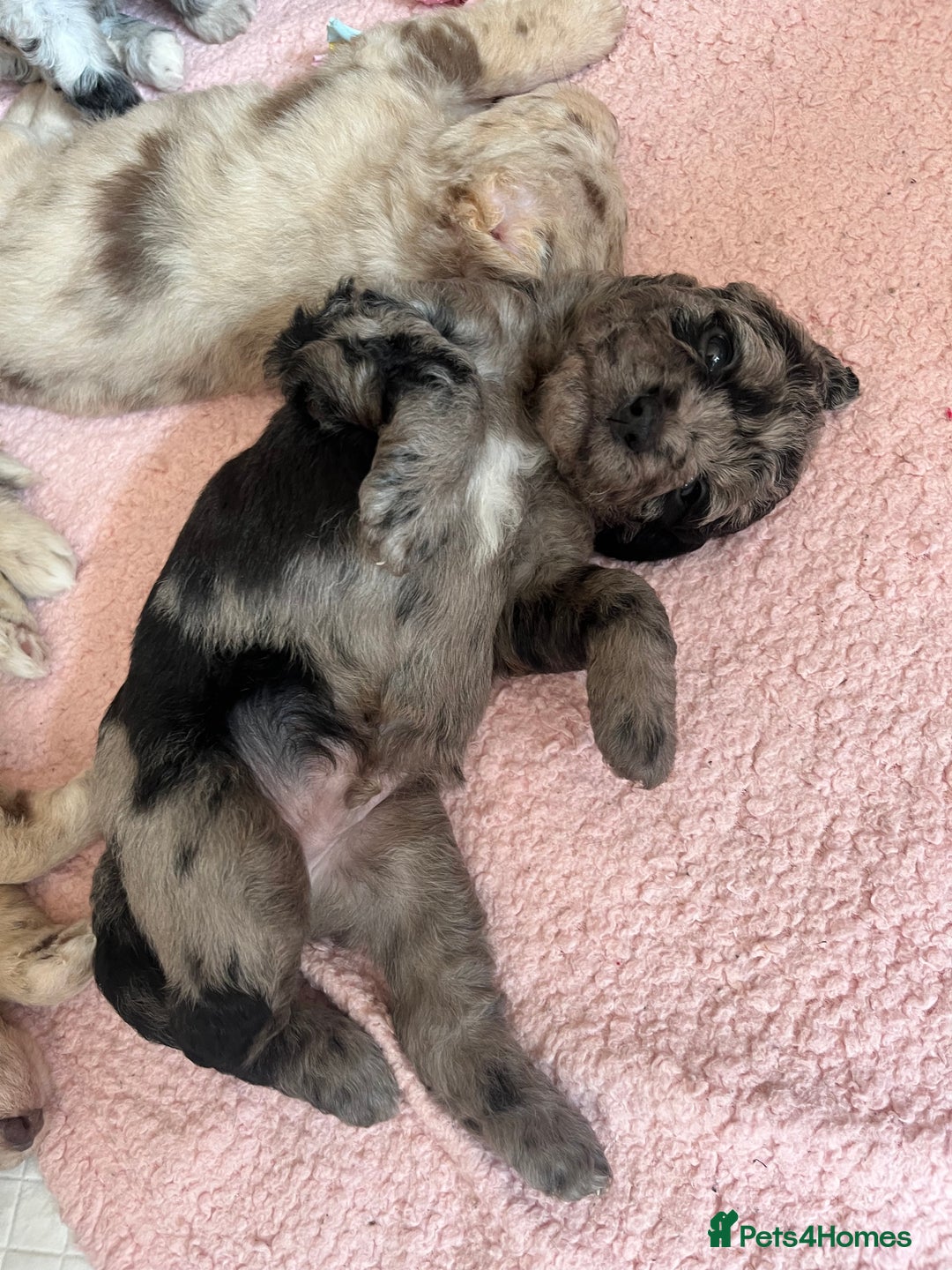 Labradoodle dogs for sale: One beautiful F1B Labradoodle puppy left!  - Image 22