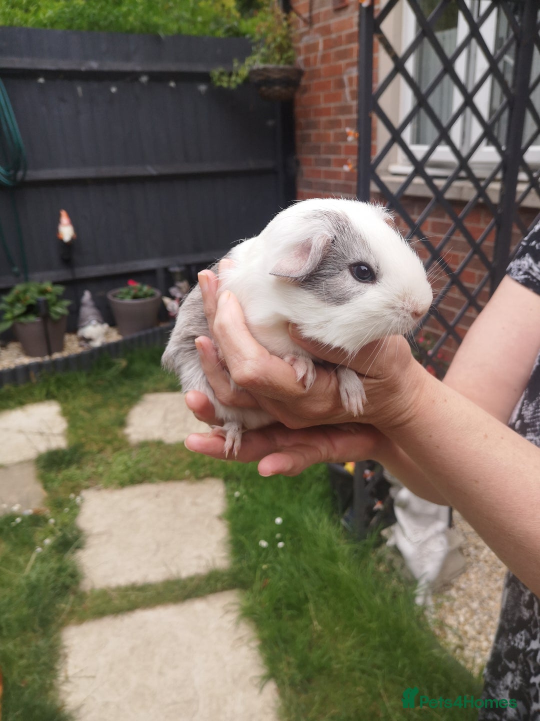 Guinea Pig rodents for sale: Male guniea pigs  - Image 3
